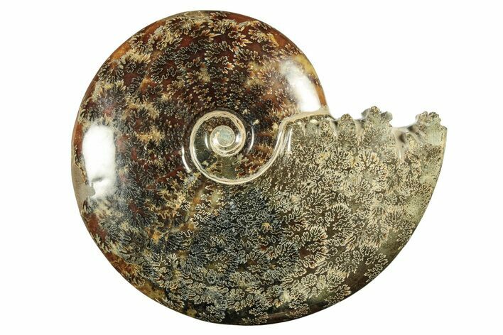 Polished Ammonite (Cleoniceras) Fossil - Madagascar #266755